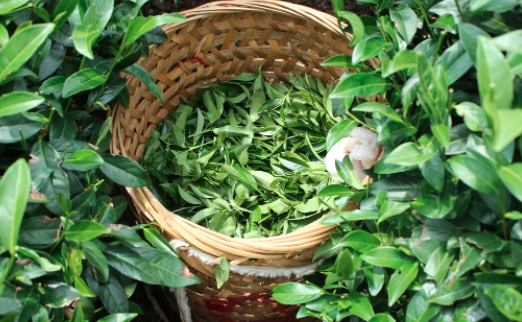 黄山茶叶及茶制品检测,茶叶及茶制品检测费用,茶叶及茶制品检测机构,茶叶及茶制品检测项目